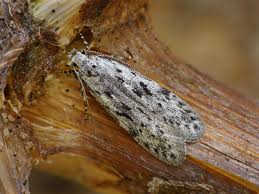 Attēlu rezultāti vaicājumam “Carpatolechia proximella”