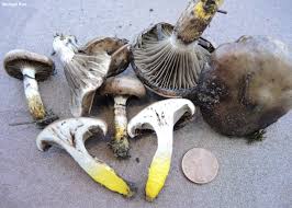 Attēlu rezultāti vaicājumam “Gomphidius glutinosus”