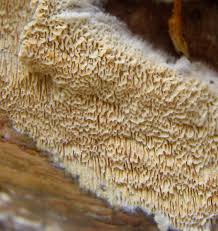 Attēlu rezultāti vaicājumam “Schizopora paradoxa”