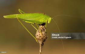 Attēlu rezultāti vaicājumam “Phaneroptera falcata”