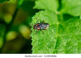 Attēlu rezultāti vaicājumam “Cantharis obscura”