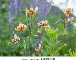 Attēlu rezultāti vaicājumam “Lilium martagon”