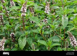 Image result for Menta x piperita