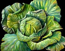 cabbage hand drawn