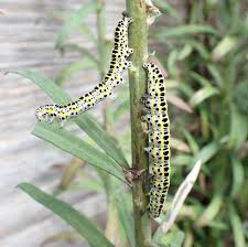 Attēlu rezultāti vaicājumam “Calophasia lunula larva”