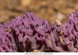 Attēlu rezultāti vaicājumam “Clavaria zollingeri”