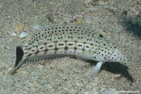 Attēlu rezultāti vaicājumam “Xanthogramma sp. male”