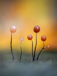 Attēlu rezultāti vaicājumam “Comatricha fragilis macro”