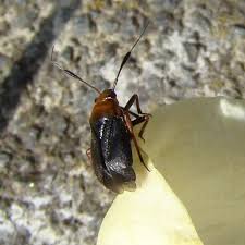 Attēlu rezultāti vaicājumam “Capsus ater”