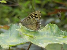 Attēlu rezultāti vaicājumam “Pararge aegeria underside”
