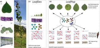 Attēlu rezultāti vaicājumam “Populus tremula leaf”