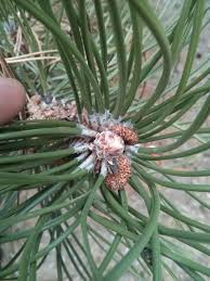 Attēlu rezultāti vaicājumam “Pinus nigra fruit”
