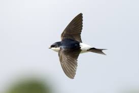 Attēlu rezultāti vaicājumam “Delichon urbicum juvenile”