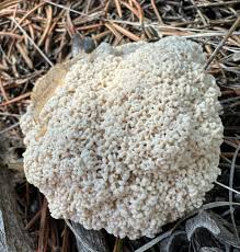 Attēlu rezultāti vaicājumam “Didymium spongiosum spores”