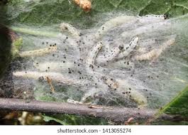 Attēlu rezultāti vaicājumam “Yponomeuta malinellus / cagnagella larva”