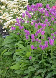 Attēlu rezultāti vaicājumam “Stachys”