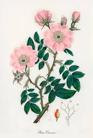 Image result for Rosa canina