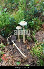 Attēlu rezultāti vaicājumam “Protostropharia alcis”