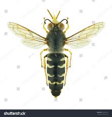 Attēlu rezultāti vaicājumam “Bembix rostrata”