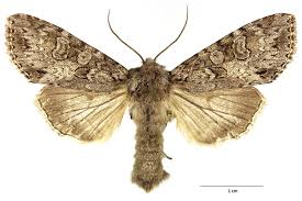 Attēlu rezultāti vaicājumam “Polia nebulosa”