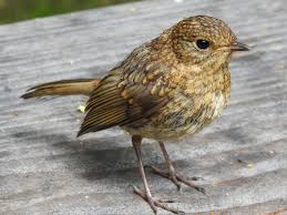 Attēlu rezultāti vaicājumam “Erithacus rubecula juvenile”
