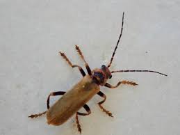 Attēlu rezultāti vaicājumam “Cantharis figurata”