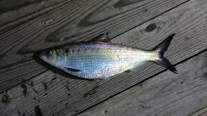 Image result for Alosa mediocris