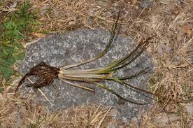 Attēlu rezultāti vaicājumam “Isoetaceae”
