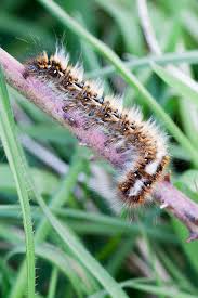 Attēlu rezultāti vaicājumam “Lasiocampa quercus larva”