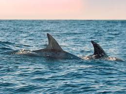 Afbeeldingsresultaat voor dolfijnen