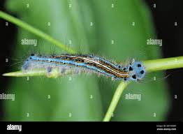 Attēlu rezultāti vaicājumam “Malacosoma neustria larva”