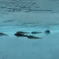 Image result for Boreogadus saida