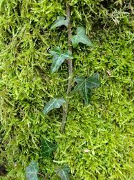 Attēlu rezultāti vaicājumam “Hypnum cupressiforme var. filiforme”