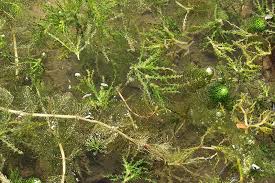 Attēlu rezultāti vaicājumam “Najas major”