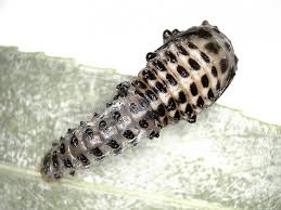 Attēlu rezultāti vaicājumam “Chrysomela vigintipunctata”