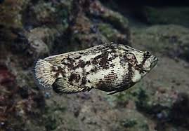 Image result for Lobotes surinamensis