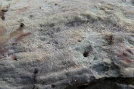 Attēlu rezultāti vaicājumam “Ceriporia viridans”