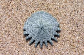 Attēlu rezultāti vaicājumam “Retinia resinella exuvia”