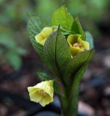 Attēlu rezultāti vaicājumam “Scopolia carniolica flower”