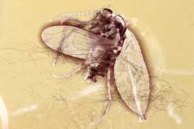 Attēlu rezultāti vaicājumam “Psychodidae”