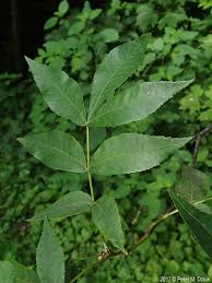 Attēlu rezultāti vaicājumam “Carya cordiformis”