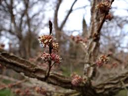 Attēlu rezultāti vaicājumam “Ulmus minor f. suberosa”
