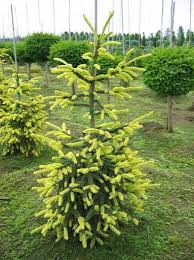 Attēlu rezultāti vaicājumam “Picea orientalis”