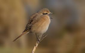 Image result for Lanius isabellinus