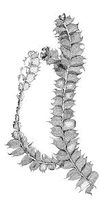 Attēlu rezultāti vaicājumam “Lophocolea bidentata”