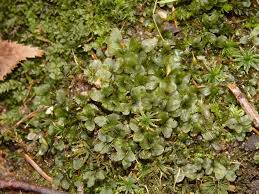 Attēlu rezultāti vaicājumam “Rhizomnium punctatum sporophyte”