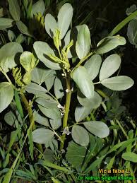 Attēlu rezultāti vaicājumam “Vicia faba leaf”