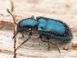 Attēlu rezultāti vaicājumam “Korynetes caeruleus”