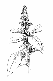 Attēlu rezultāti vaicājumam “Amaranthus retroflexus flower”