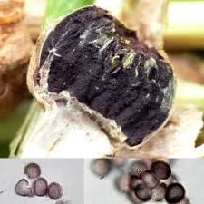 Attēlu rezultāti vaicājumam “Microbotryum tragopogonis - pratensis”